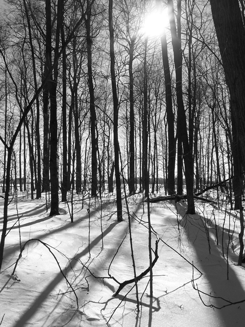 Tracks In The Snow