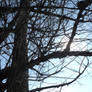 Tree and sun