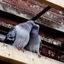 Pigeon love