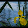 Flor de l'estany