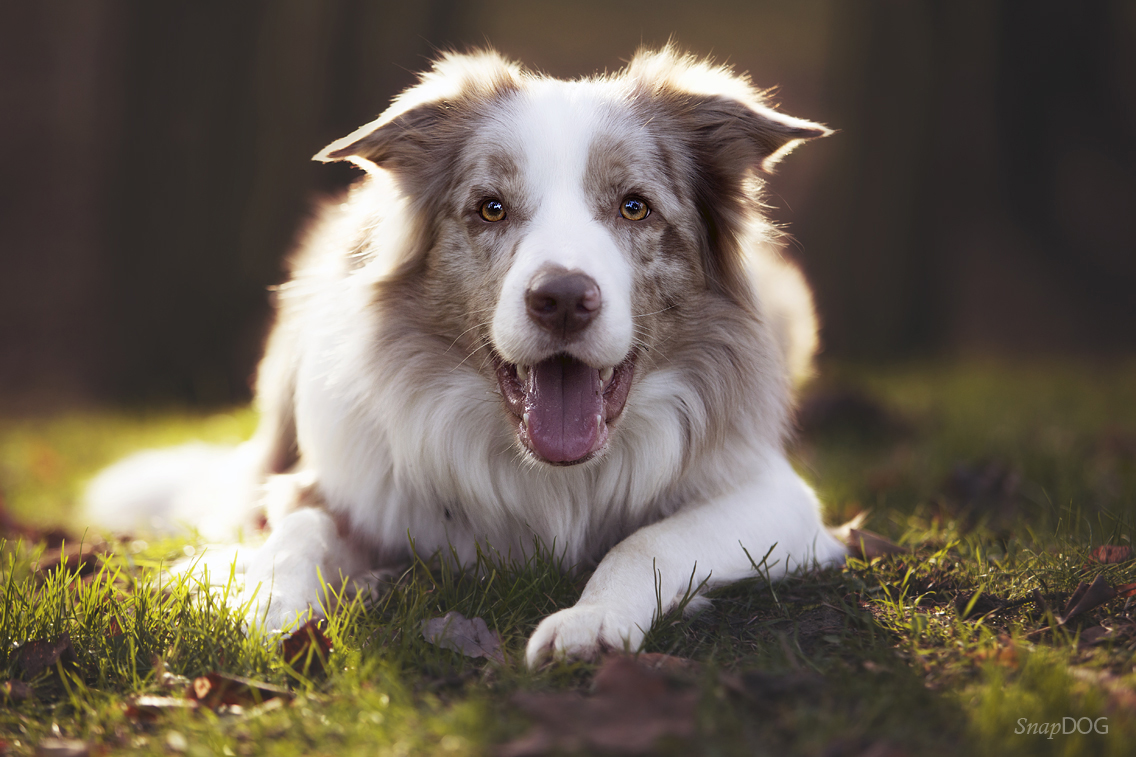 Korso - border collie