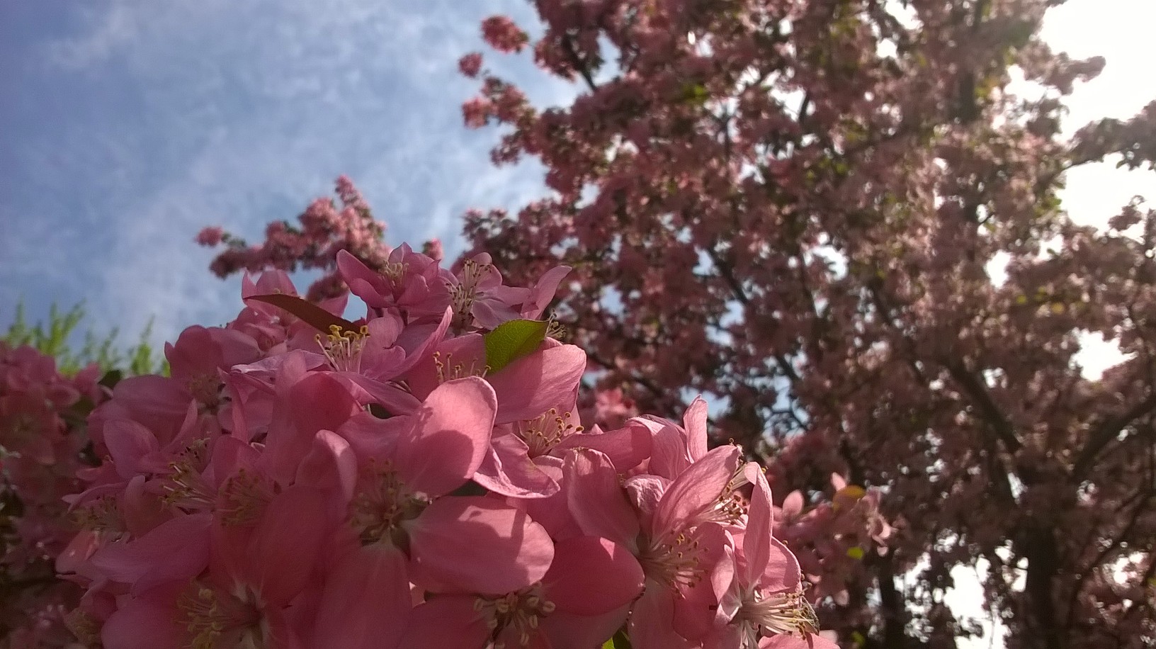 Pink Flowers