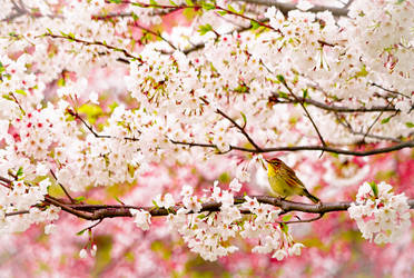 Cherry Blossom Reverie