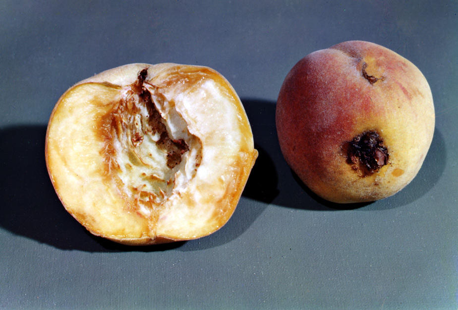 Rotten Fruit By Normanjerry On DeviantArt