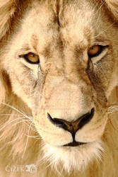 King Leon watching you