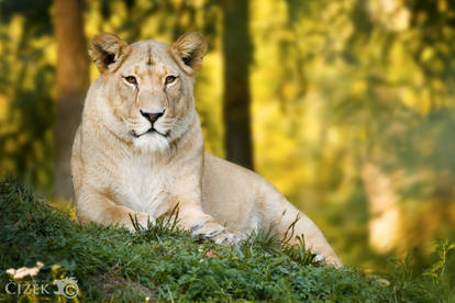 Lioness on hill