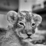 Lion cub Shenzi III