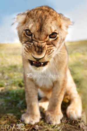No photos! by Lion-Redmich No photos! by Lion-Redmich