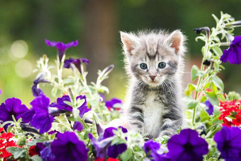 Spring Kitten by kalicobay on DeviantArt