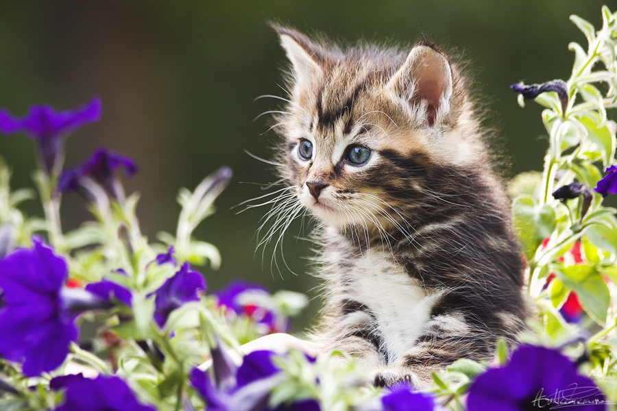 Spring Kitten Color Happy Spring Kitten