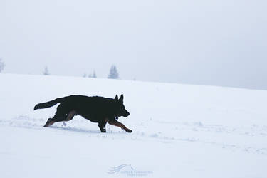 Snowy Run