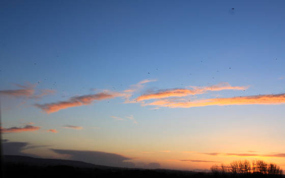 Sunset Sky View 8 (Birds in flight)