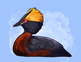 Avian August 3 - Horned Grebe