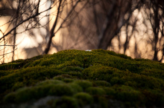 Mossy moss and Bushy bush