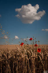 Get some Papaver.