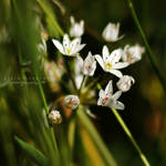 plants III by leyli