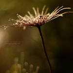 plants VII by leyli