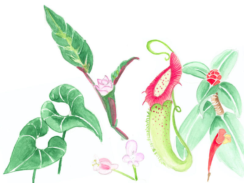 Plant Deviantart plant study 001 by laya4tsuki on DeviantArt