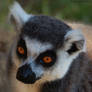 Lemur4