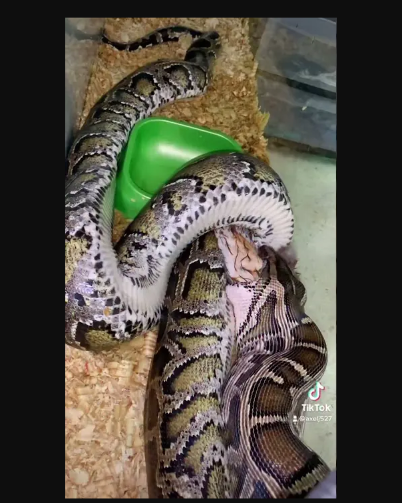 Python Vores Human Python Tiktok vore by KingSusiePen24 on DeviantArt