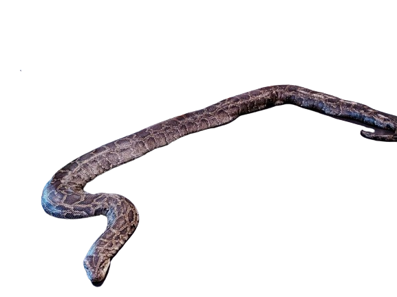 Pypuff Python Png Python png by KingSusiePen24 on DeviantArt