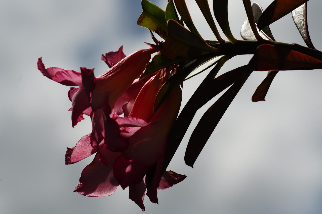 calachuchi flower by royresano on DeviantArt