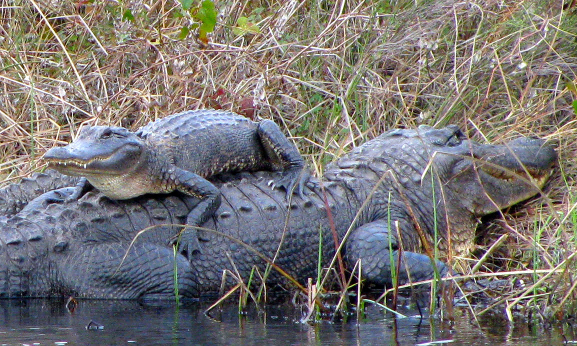 Alligator Stack by mustardofdoom on DeviantArt
