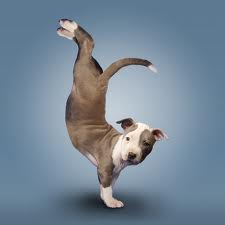 Yoga Dog