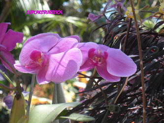 Perfectly Purplely Orchid