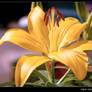 Lily in July