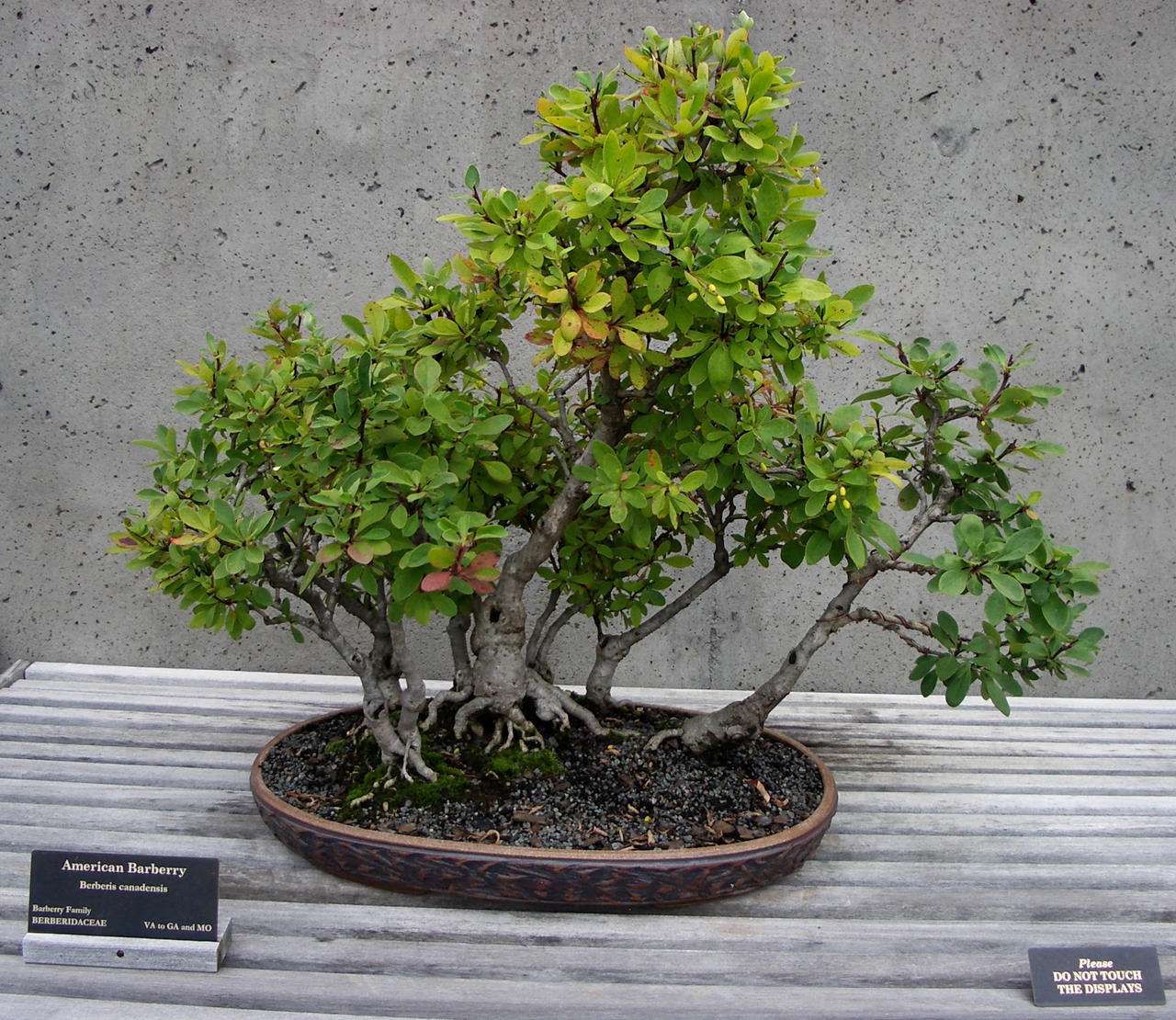 American Barberry Bonsai By Fariskalin On Deviantart American Barberry Bonsai By Fariskalin On Deviantart