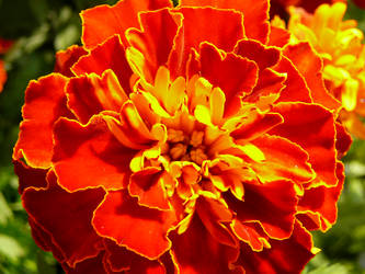 marigold - tagetes