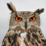 European eagle owl