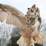 european eagle owl