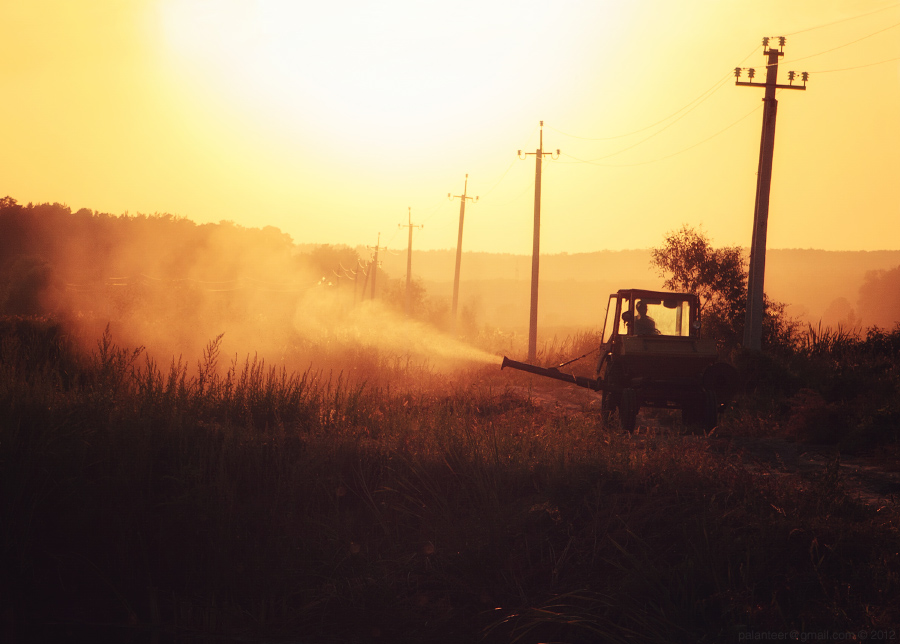 Sunset in a field