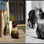 street cats