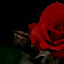 red rose in black