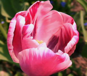 Tulip