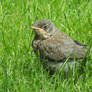 Fieldfare