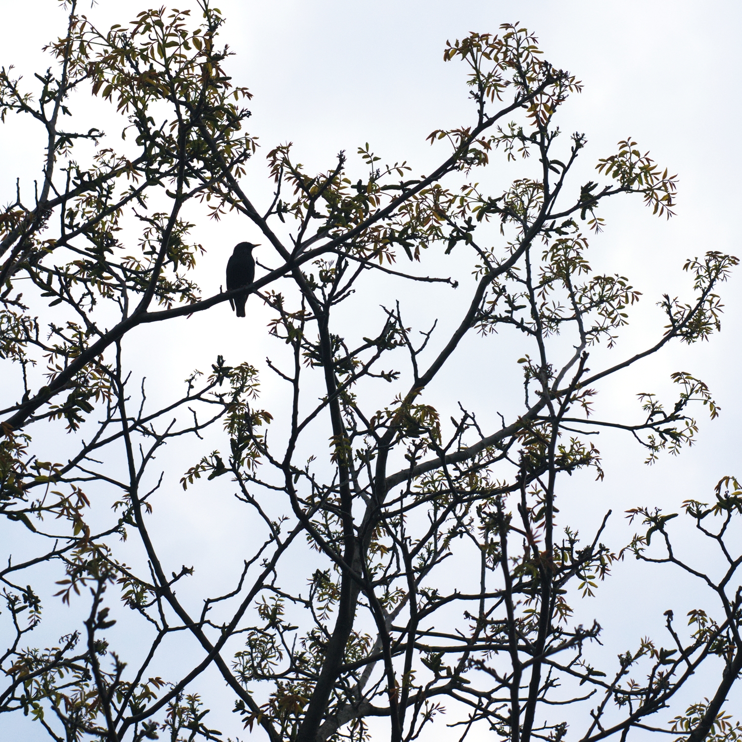 Bird on tree