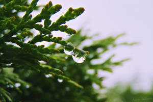 Drops by MisterMistrz Drops by MisterMistrz