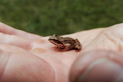 Tiny frog (Color)