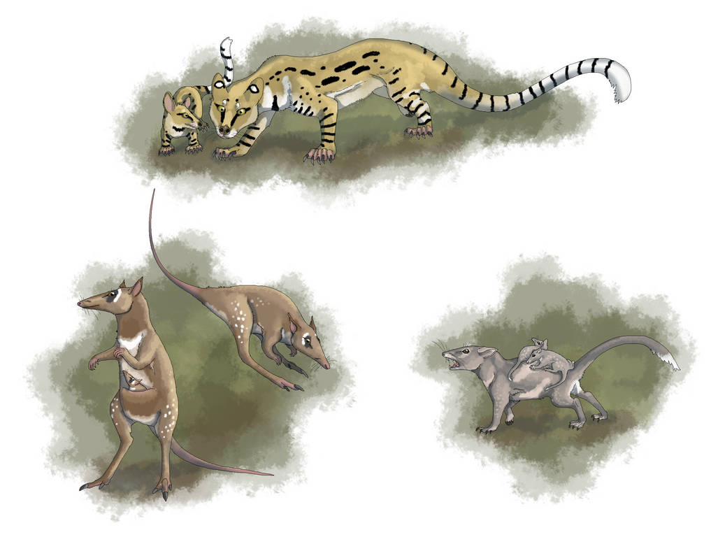 Metatherians of the Oligocene Salla Beds by DrPolaris on DeviantArt