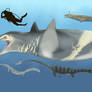 Marine Reptiles of the Late Oligocene
