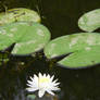 Lily pads and flowers