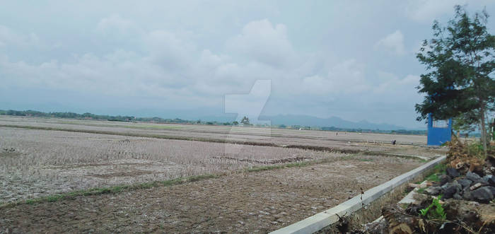 Dry Padi Field 003