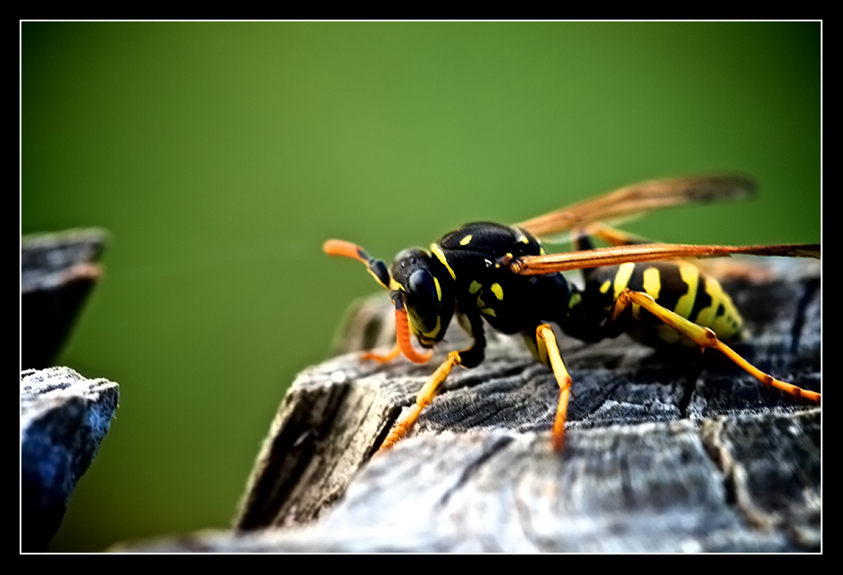 Resting wasp.