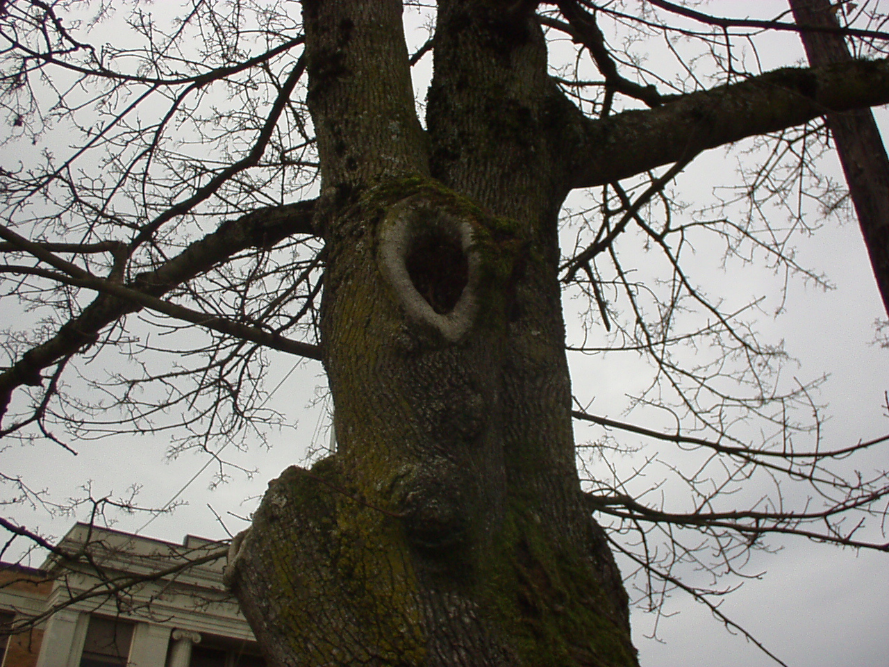 Tree with cloudy sky