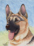 German Shepherd - portrait by Shel-chan