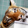 Berlin Zoo Bengal Tiger